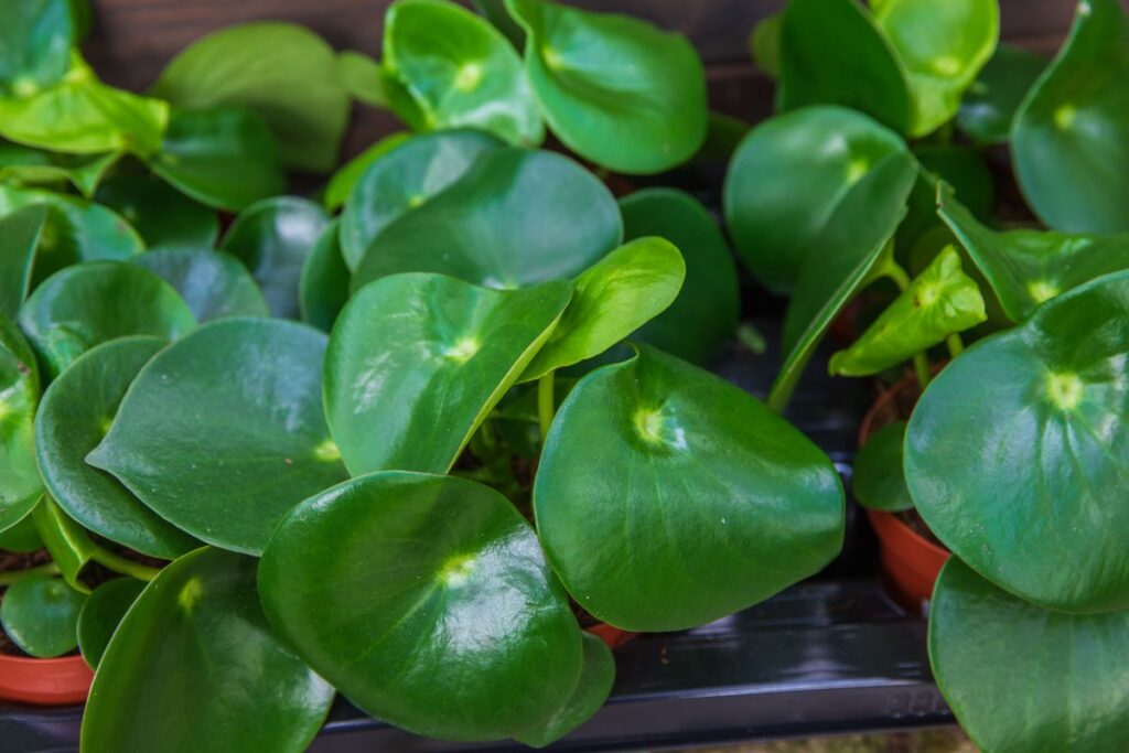 Peperômia raindrop com folhas verdes arredondadas e brilhantes.