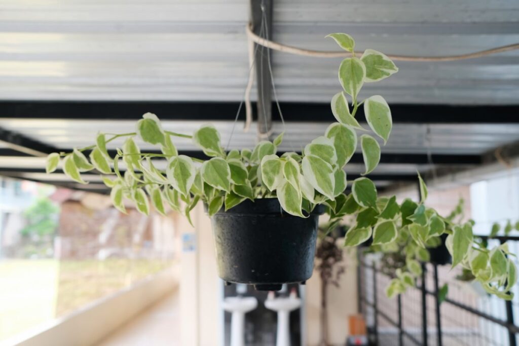Peperômia scandens em vaso suspenso com folhas verdes e creme em formato de coração.