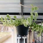 Peperômia scandens em vaso suspenso com folhas verdes e creme em formato de coração.