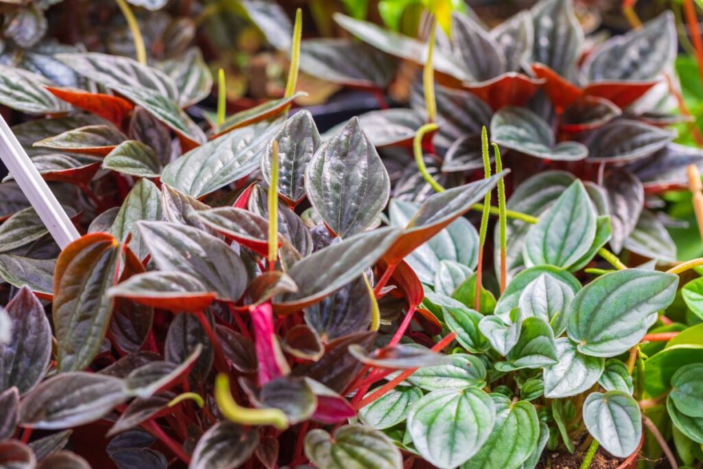 Peperômias de diferentes tipos com folhas verdes e avermelhadas em ambiente natural.