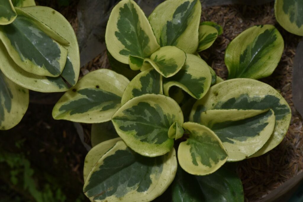 Peperômia variegata com folhas verdes e creme em vaso decorativo.