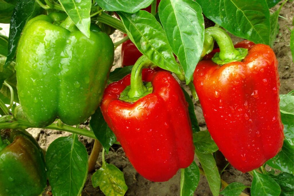 pés de pimentão com frutos verdes e vermelhos crescendo em horta caseira