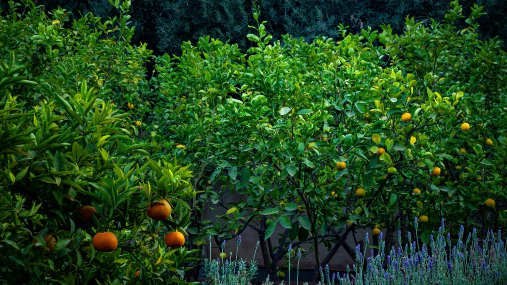 Planejamento de espaço com árvores frutíferas no quintal, mostrando organização para cultivo saudável