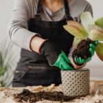 Pessoa com luvas verdes segurando suculenta e plantando em vaso de cerâmica sobre mesa com terra e ferramentas