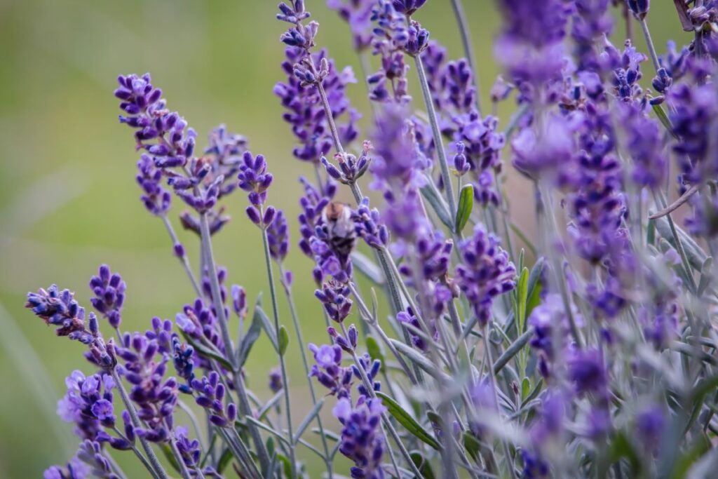 Lavanda florida em jardim, representando plantas aromáticas decorativas para cultivo em casa.