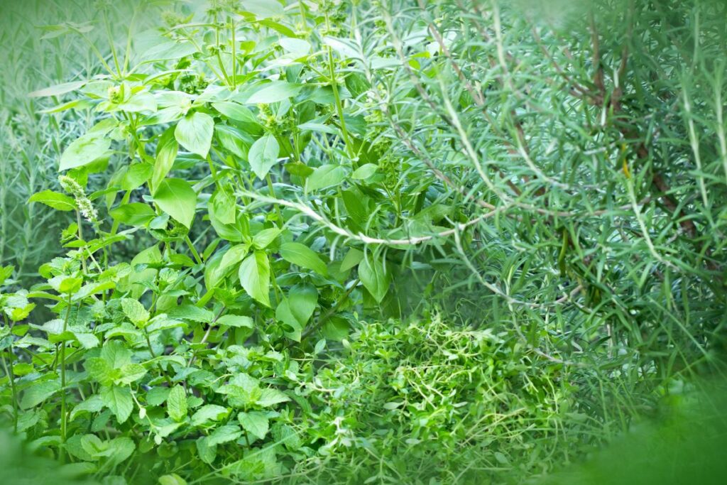Plantas aromáticas variadas crescendo em uma horta caseira.