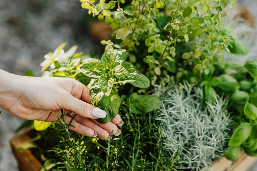  diferentes plantas aromáticas frescas cultivadas juntas em uma horta caseira.