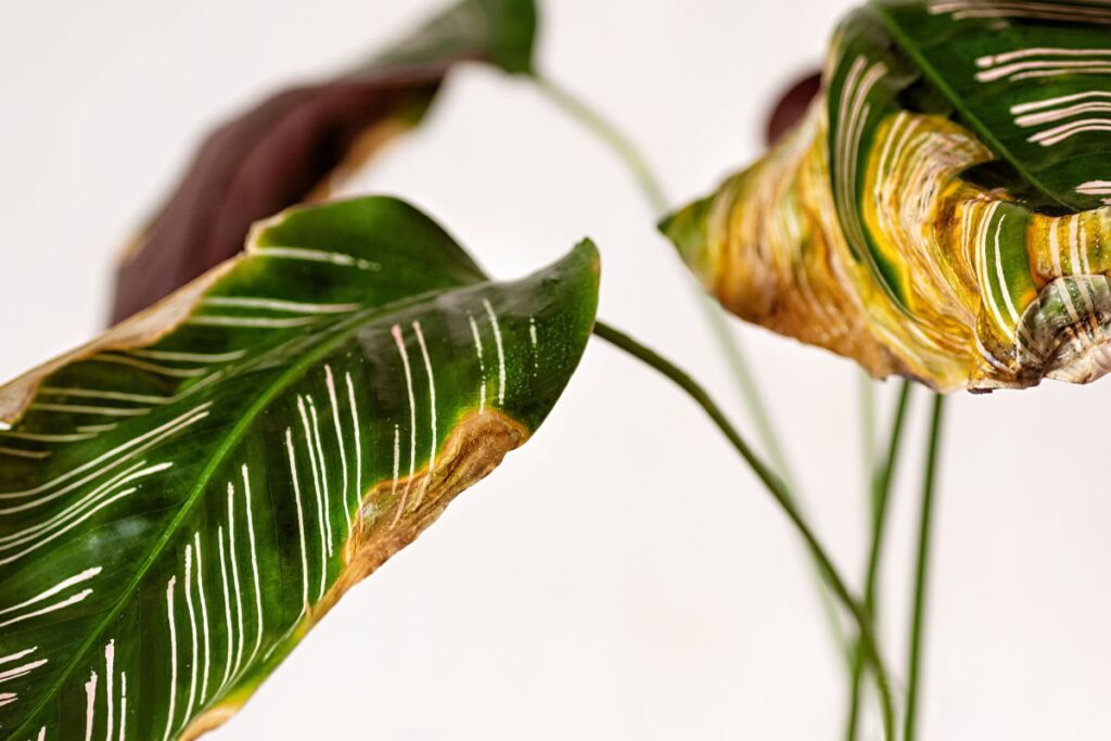 Folhas de planta com bordas amareladas e ressecadas indicando sinais de problemas de saúde.