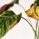 Folhas de planta com bordas amareladas e ressecadas indicando sinais de problemas de saúde.
