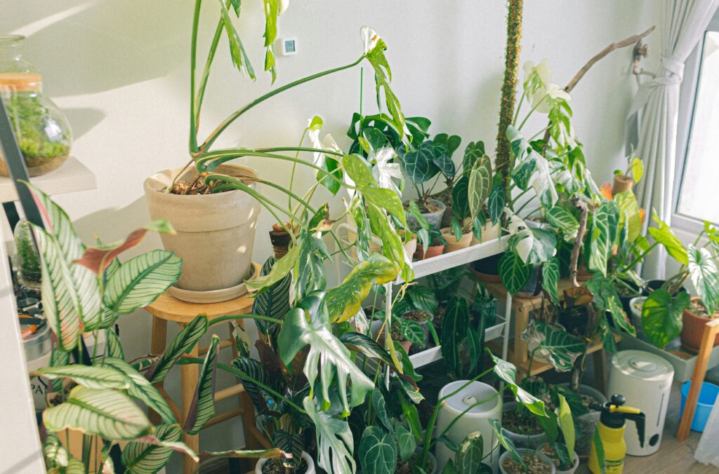 Folhas de planta com bordas amareladas e ressecadas indicando sinais de problemas de saúde.