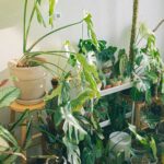 Folhas de planta com bordas amareladas e ressecadas indicando sinais de problemas de saúde.