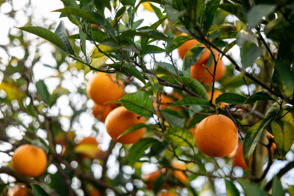 Laranjas maduras em árvore frutífera pronta para colheita
