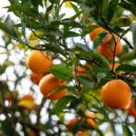 Laranjas maduras em árvore frutífera pronta para colheita