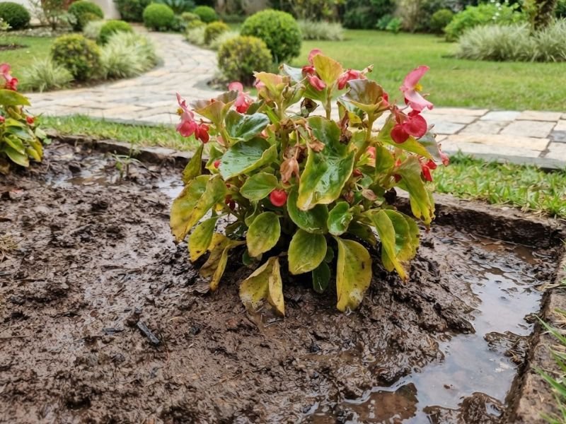 Begônia de cera com folhas amarelas em canteiro com solo encharcado após chuva.