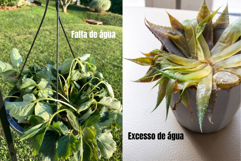 Comparação entre plantas morrendo por falta e por excesso de água.
