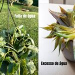 Comparação entre plantas morrendo por falta e por excesso de água.