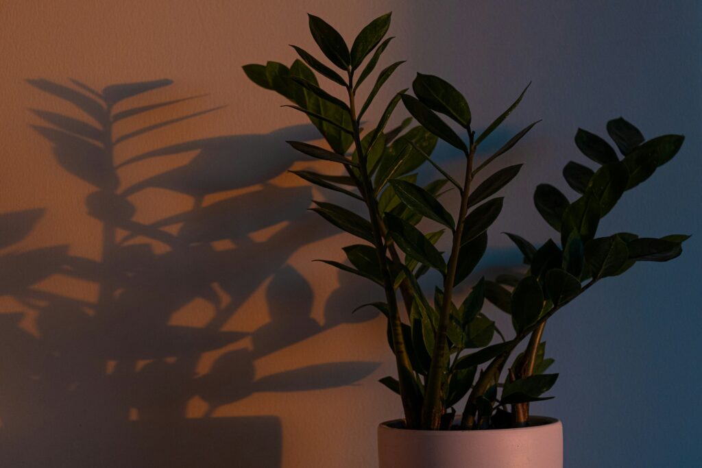 Planta em vaso recebendo iluminação inadequada em ambiente interno.