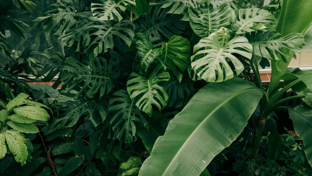 Folhagem tropical com monstera e bananeira em destaque, imagem clicável que leva para o artigo Plantas Tropicais