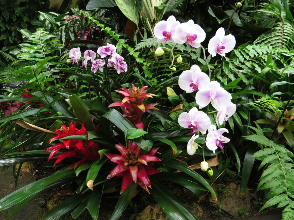 orquídeas e bromélias tropicais em plena floração, cercadas por folhagens verdes em um jardim exuberante e iluminado