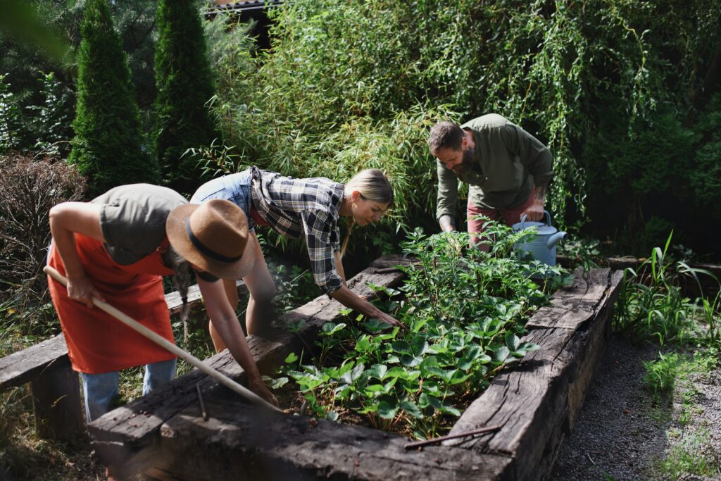 Pessoas cuidando de canteiro elevado com plantas de morango em jardim caseiro
