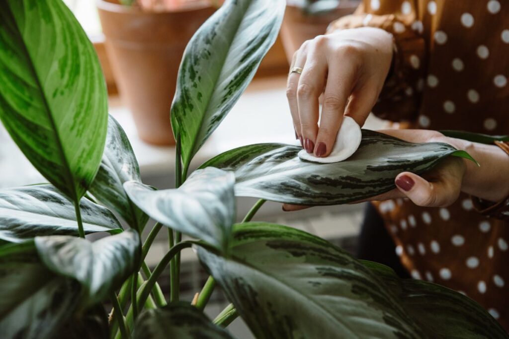 Pessoa limpando a folha de uma planta Aglaonema com algodão, realizando manutenção para manter a saúde da planta.