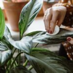 Pessoa limpando a folha de uma planta Aglaonema com algodão, realizando manutenção para manter a saúde da planta.