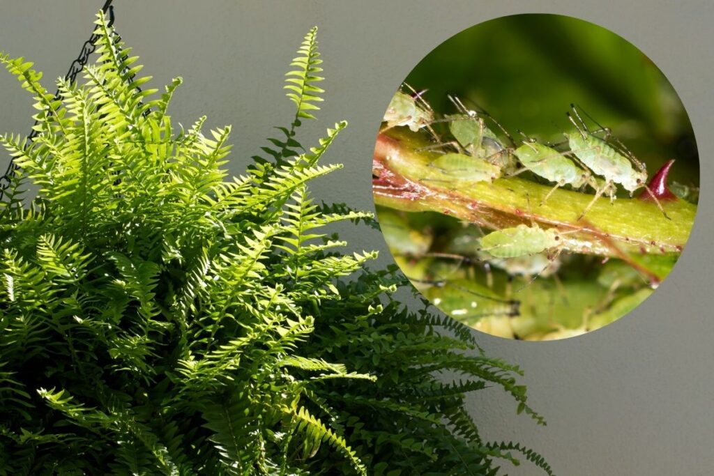 Samambaia americana com detalhe de pragas visíveis nas folhas