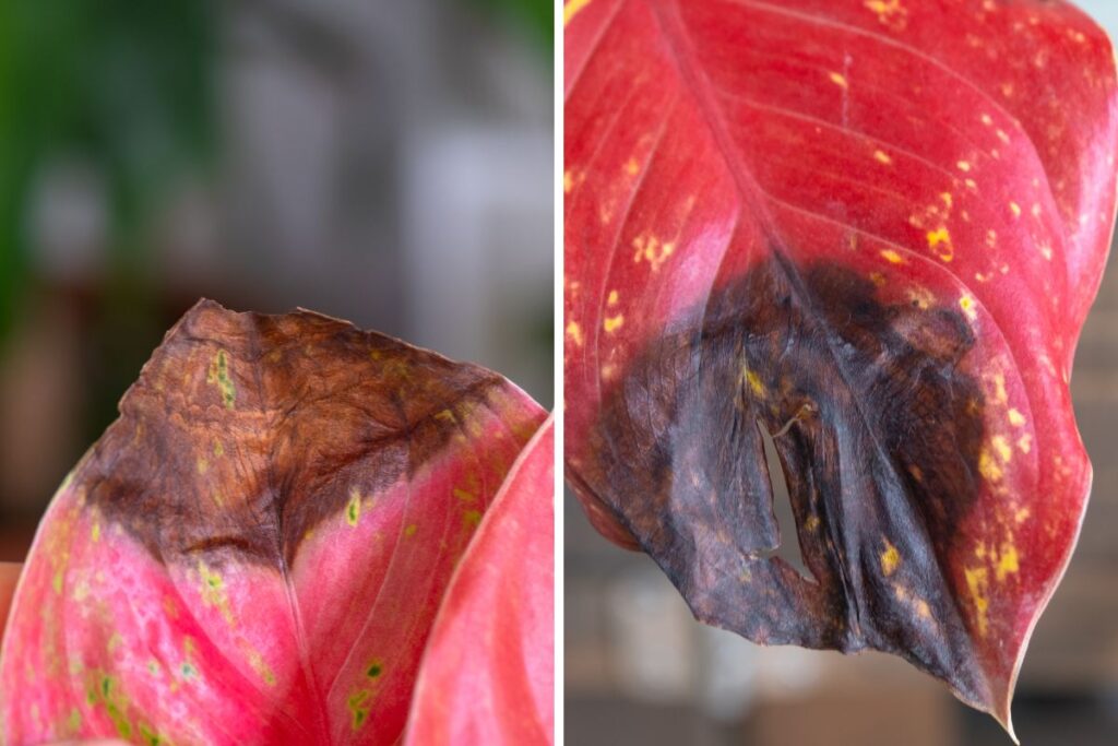 Folhas de Aglaonema com manchas escuras e queimaduras causadas por pragas ou doenças.