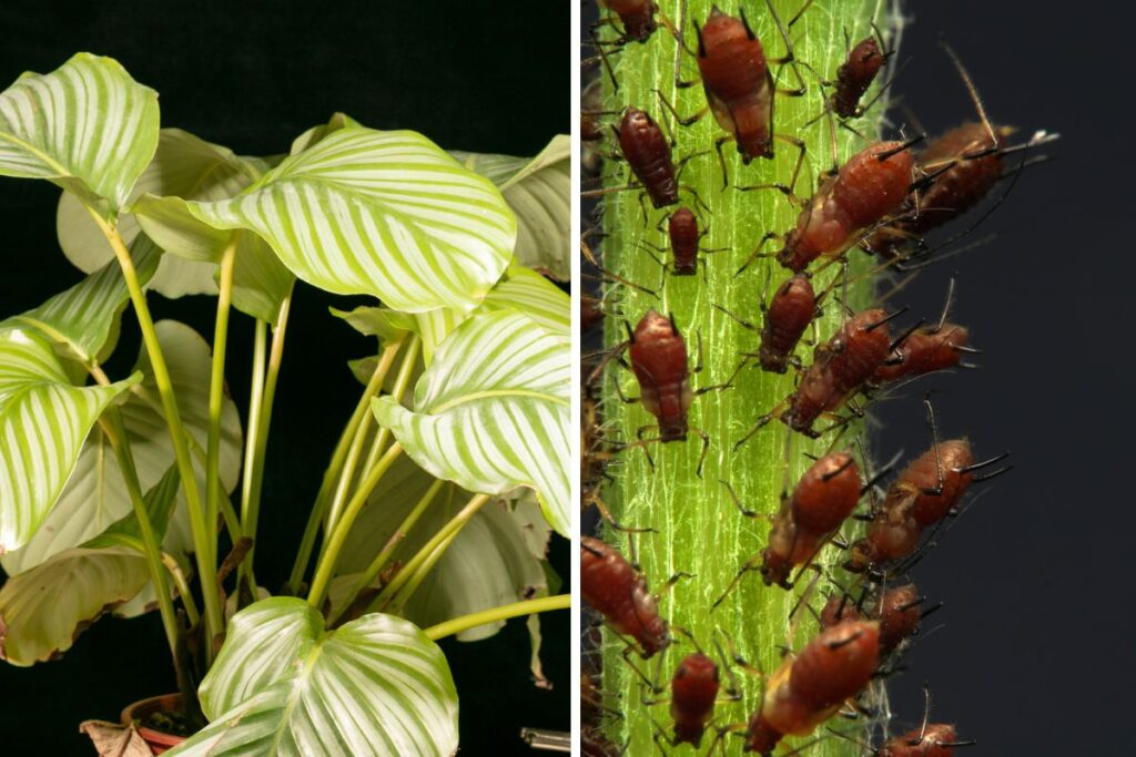 Calathea orbifolia com folhas danificadas ao lado de close em pragas nas plantas
