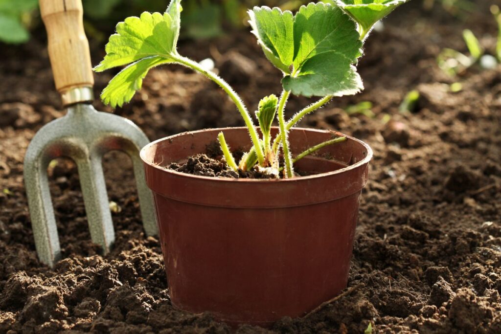 Muda de morango em vaso pequeno sobre solo preparado para plantio