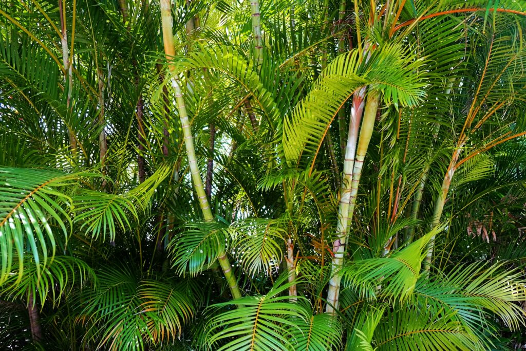 : Folhagem densa e troncos finos da areca bambu, mostrando suas características principais.