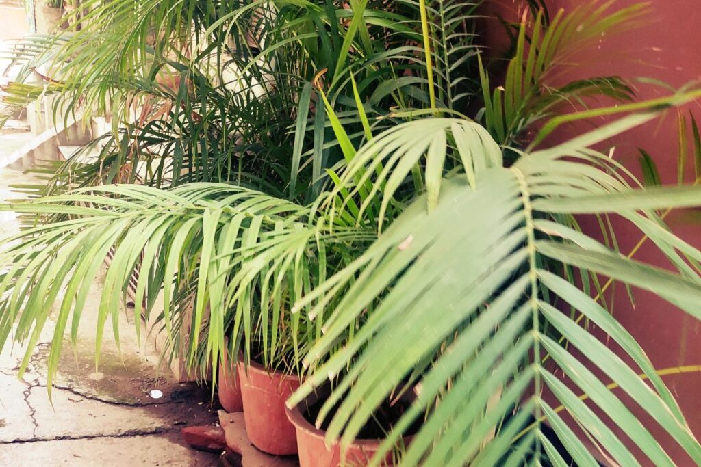 Vasos de areca bambu mostrando folhas amareladas e sinais de estresse.