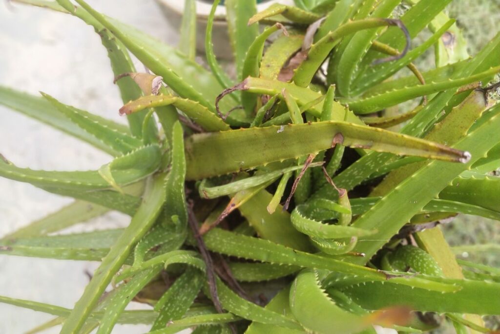 Folhas de aloe vera com sinais de amarelamento e ressecamento, indicando problemas de cultivo.