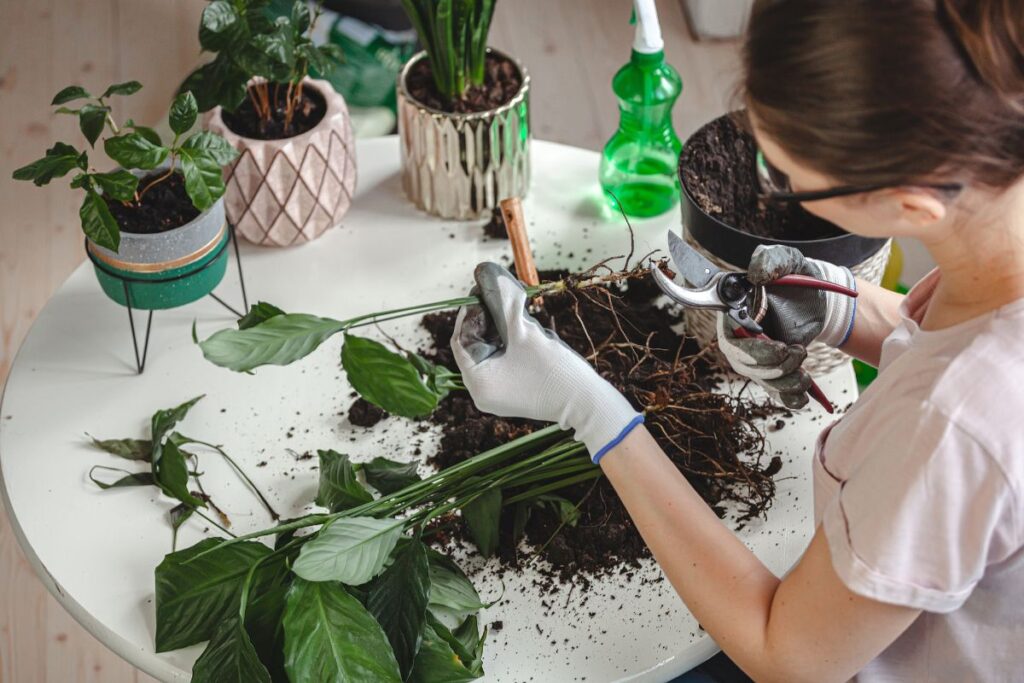Mulher usando tesoura de poda para cortar raízes de planta doente durante o replante em vaso, sobre mesa com terra espalhada.
