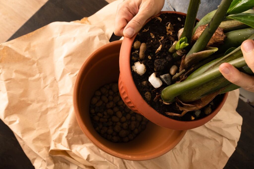 Mãos segurando vaso com planta durante o processo de replantio em outro vaso maior, mostrando detalhes do solo e pedras na base.