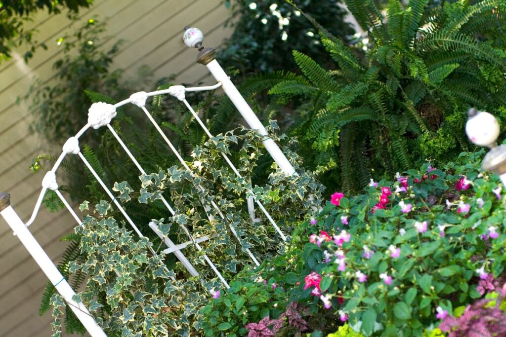 Jardim com samambaia americana em área protegida do sol direto