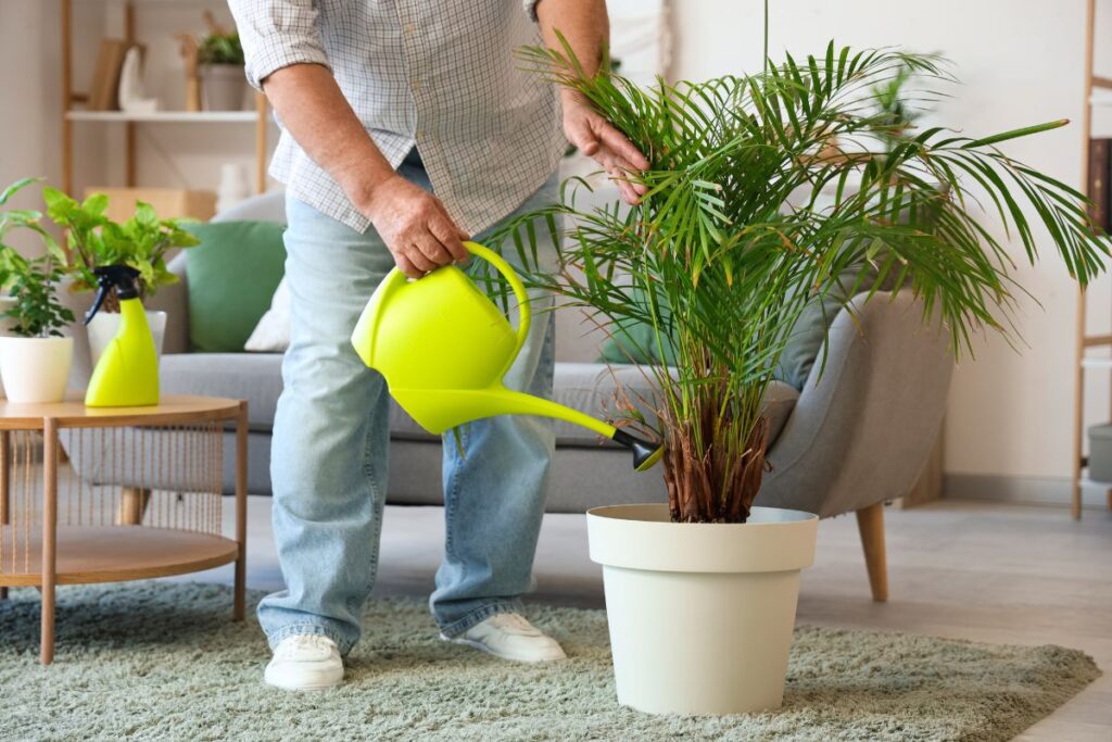 Pessoa regando areca bambu em vaso branco dentro de casa.