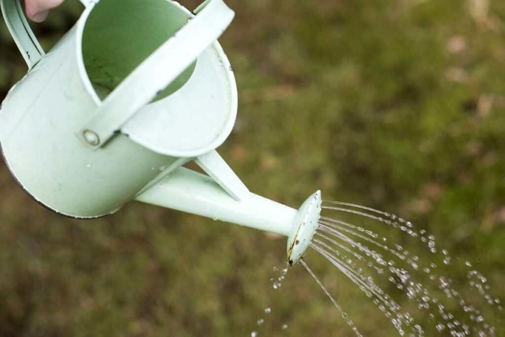 Regador verde claro sendo usado para regar plantas, com água saindo em fluxo suave.