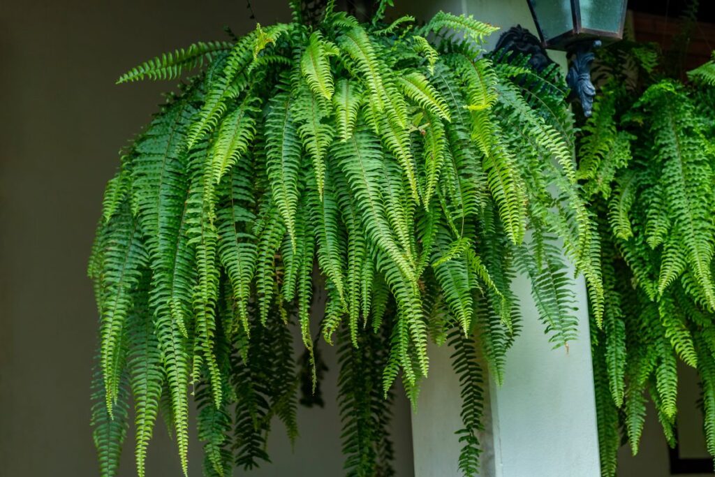 Samambaia americana em vaso suspenso com folhas longas e verdes