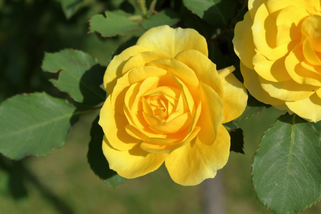 rosa amarela em plena floração simbolizando alegria, energia e amizade em um jardim iluminado, com pétalas vivas e folhas verdes ao redor