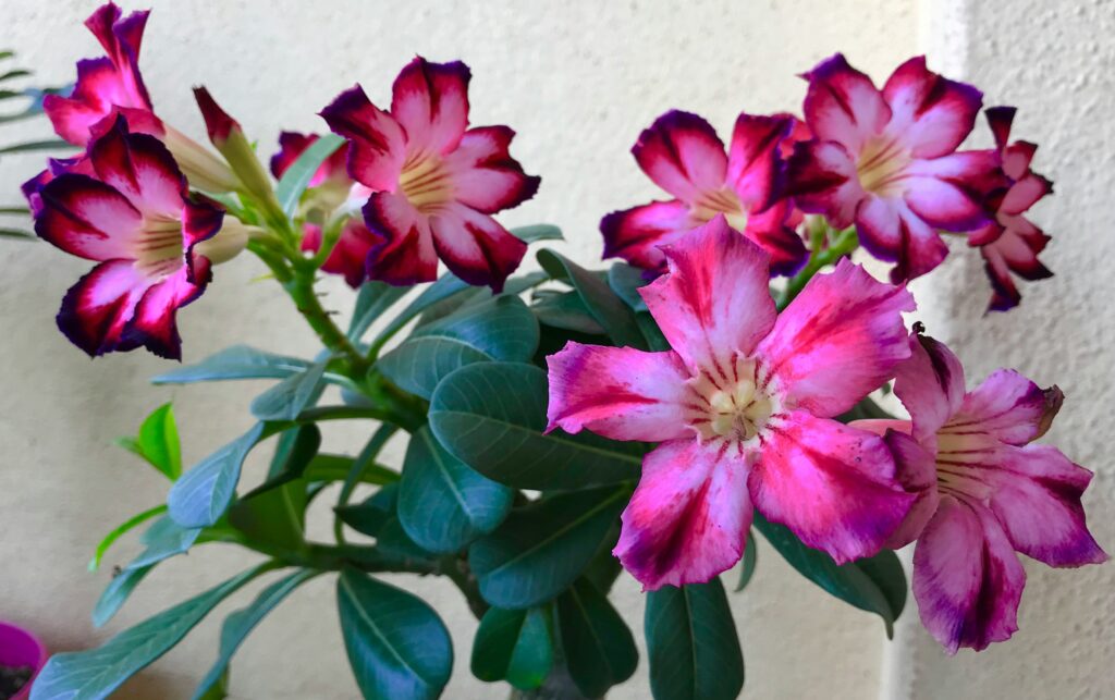 Rosa do deserto com flores em tons de rosa e roxo em destaque no vaso decorativo