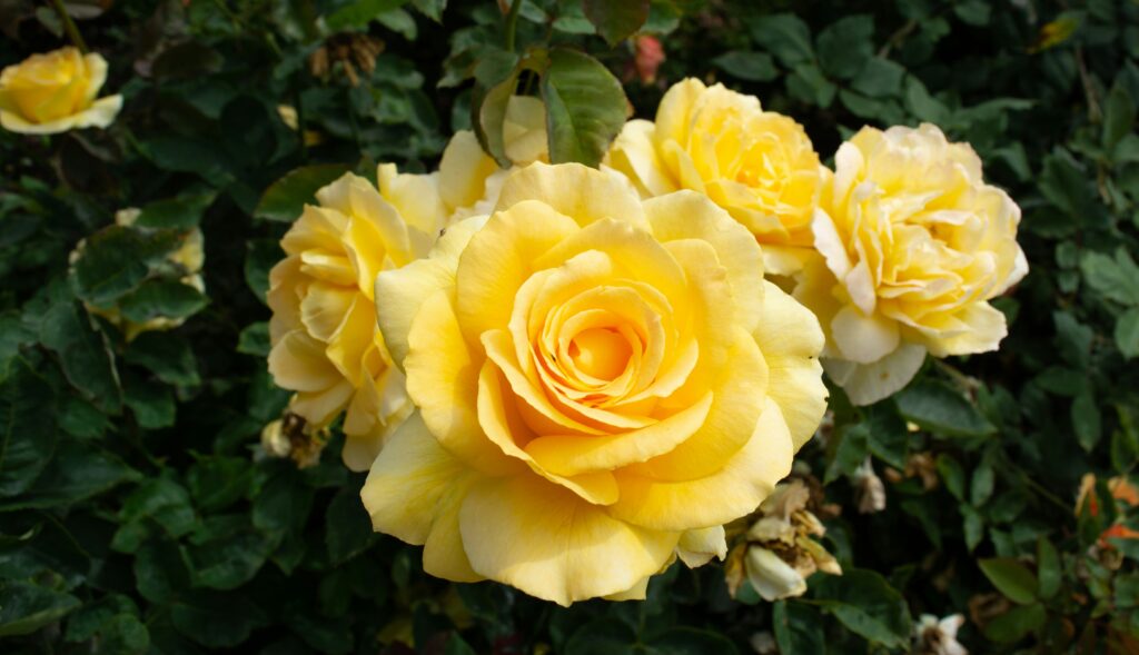 Close-up de rosas amarelas em plena floração com folhas verdes ao fundo, em um jardim bem cuidado.