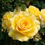Close-up de rosas amarelas em plena floração com folhas verdes ao fundo, em um jardim bem cuidado.
