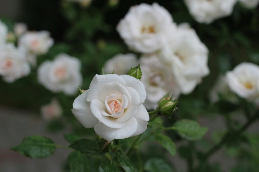 rosas brancas em plena floração com pétalas delicadas e perfume suave em jardim bem cuidado