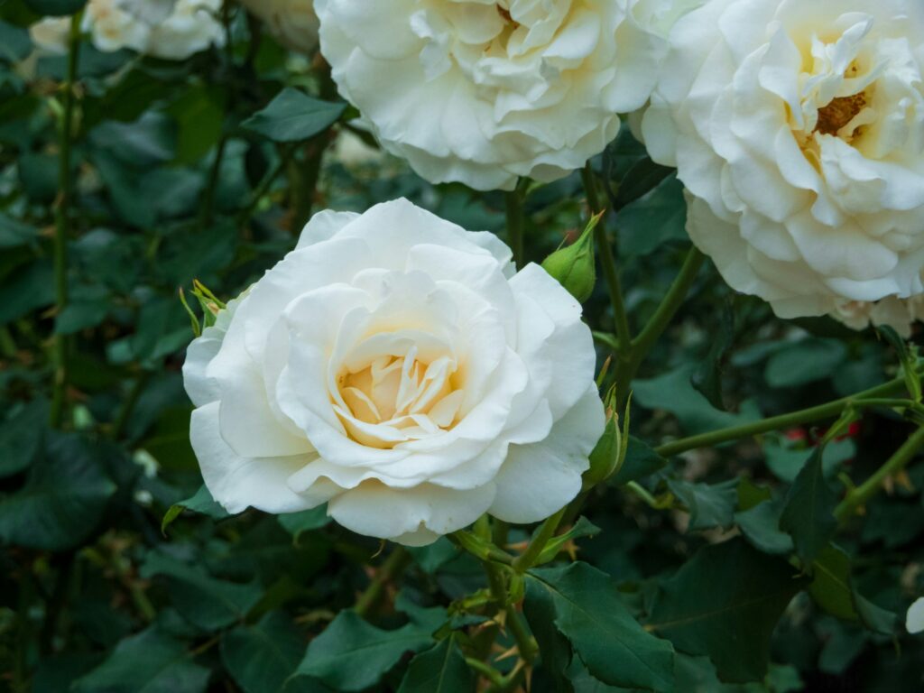 rosa branca em plena floração em jardim bem cuidado