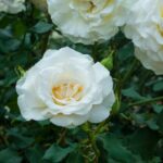 rosa branca em plena floração em jardim bem cuidado