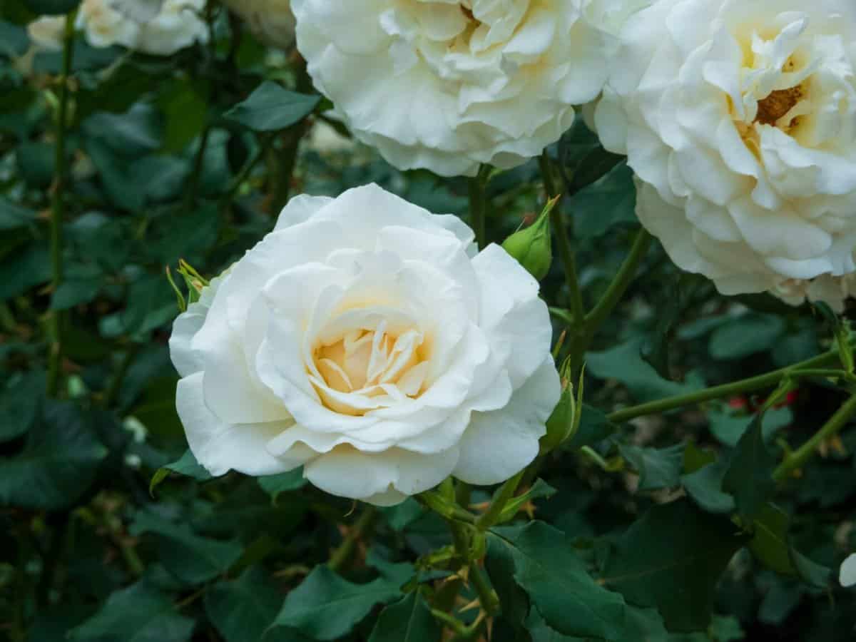 Rosas Brancas: Significado, Cuidados e Como Cultivar 2025