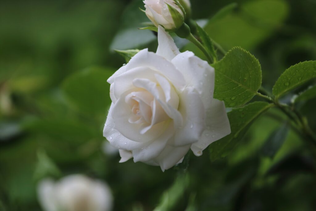 rosa branca em destaque com pétalas delicadas e folhas verdes ao fundo