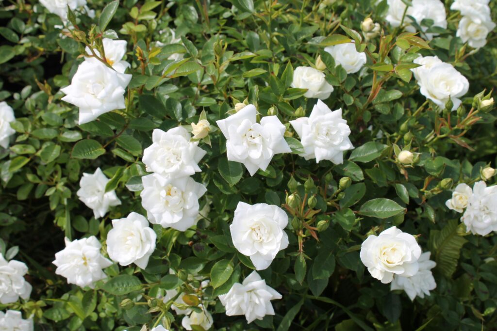 : roseiras brancas cheias de flores abertas e botões em meio a folhagem verde saudável