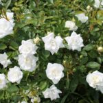 : roseiras brancas cheias de flores abertas e botões em meio a folhagem verde saudável